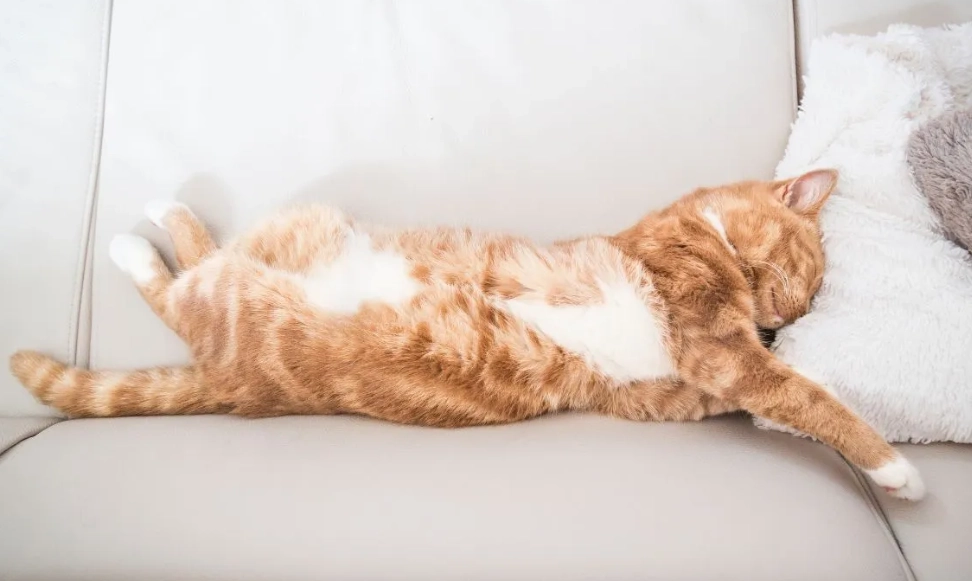 貓咪睡姿意思 貓咪睡姿意思