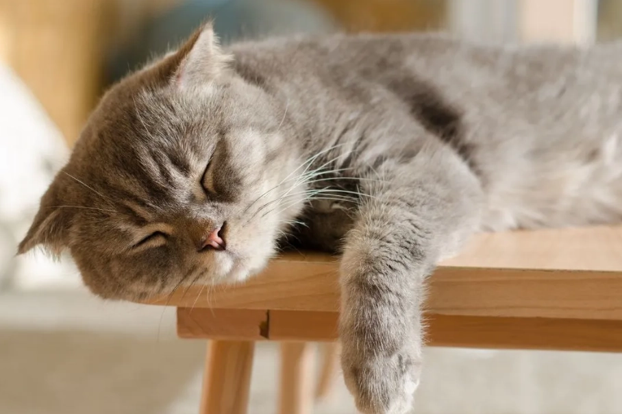 貓咪睡姿意思 貓咪睡姿意思