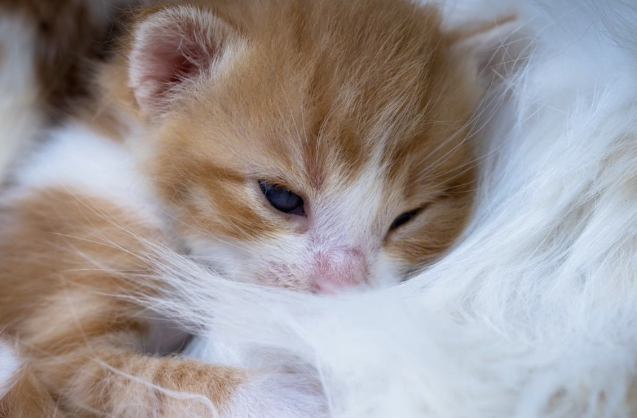 貓薄荷安全年齡