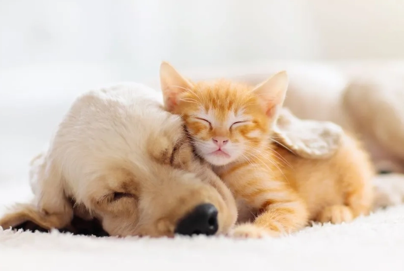 貓咪睡姿意思 貓咪睡姿意思