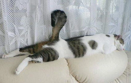 貓咪情緒解讀 貓咪情緒解讀