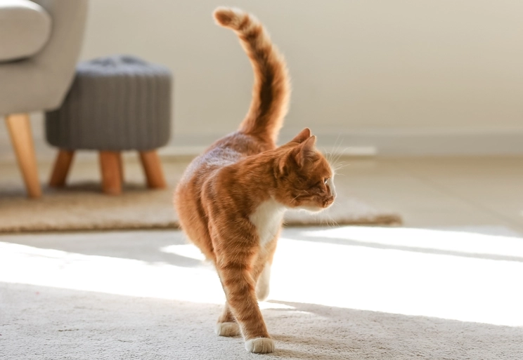 貓咪尾巴語言 貓咪尾巴語言