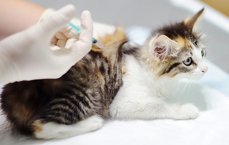 貓四合一疫苗注意事項