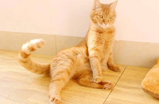 貓咪尾巴拍打意思