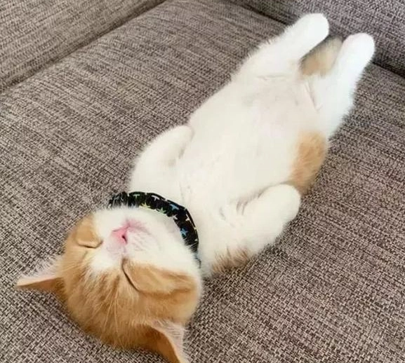 貓咪尾巴語言 貓咪尾巴語言