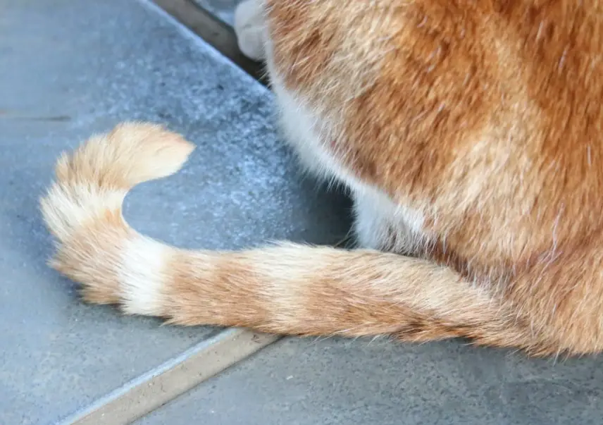 貓咪尾巴語言 貓咪尾巴語言