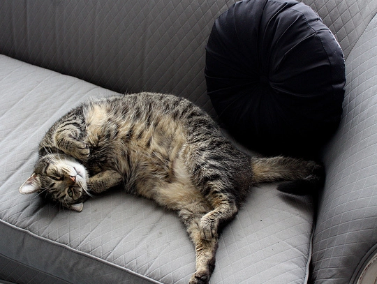 貓咪情緒解讀 貓咪情緒解讀