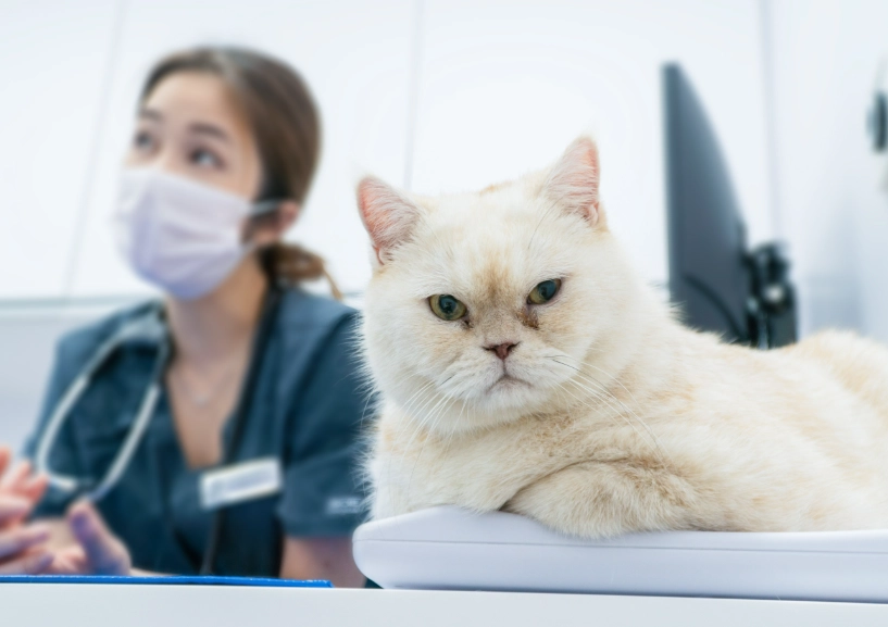 貓疫苗注意事項