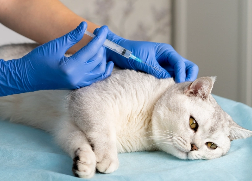 貓疫苗不良反應