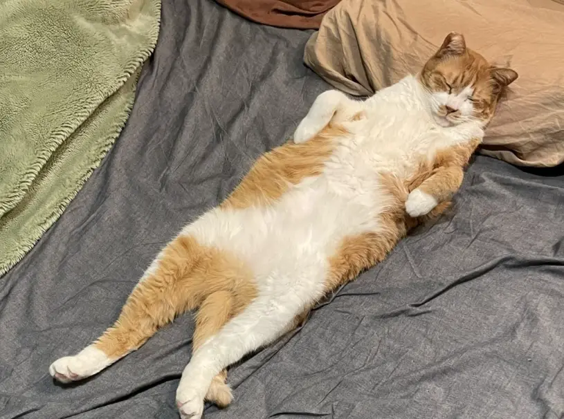 貓咪尾巴語言 貓咪尾巴語言