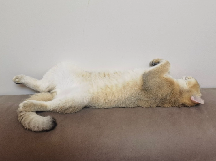 貓咪尾巴語言 貓咪尾巴語言