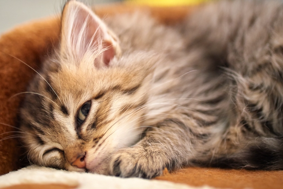 貓咪情緒解讀 貓咪情緒解讀