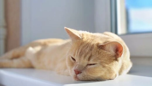 貓咪睡覺摸 貓咪睡覺摸