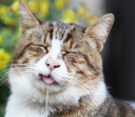 貓咪流口水原因