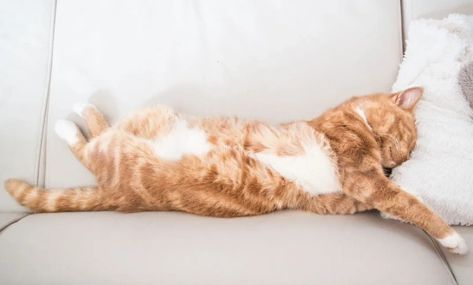 貓咪睡眠互動 貓咪睡眠互動