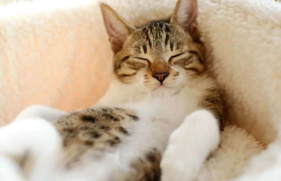 貓咪睡覺摸 貓咪睡覺摸