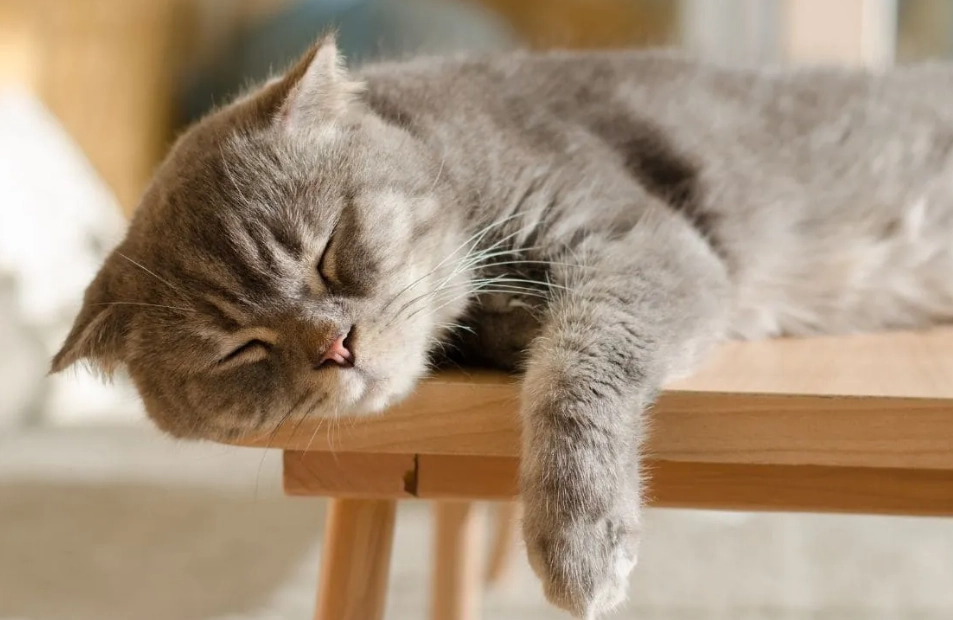 摸貓咪時機 摸貓咪時機