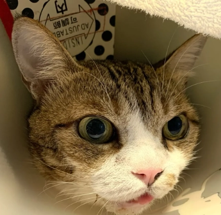 貓咪口水多治療