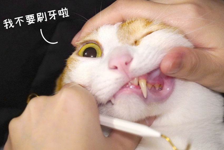 貓咪牙結石預防 貓咪牙結石預防