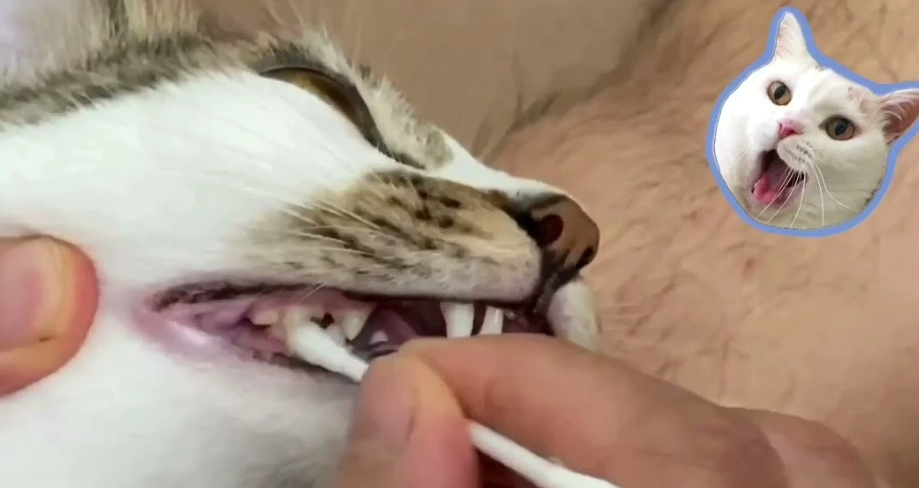 貓咪口腔護理 貓咪口腔護理