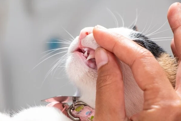 貓咪牙結石預防 貓咪牙結石預防