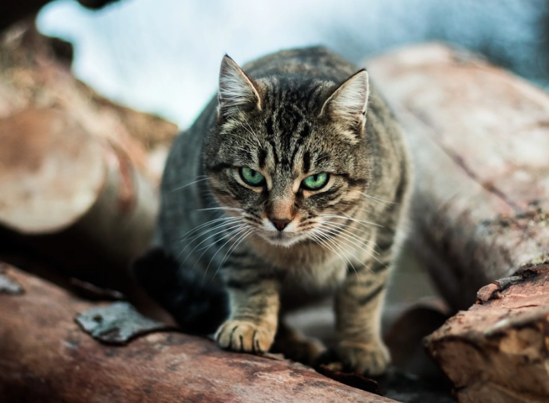 貓咪口腔護理 貓咪口腔護理