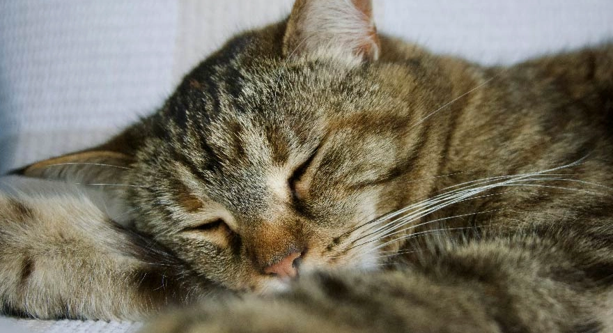 貓咪睡眠互動 貓咪睡眠互動