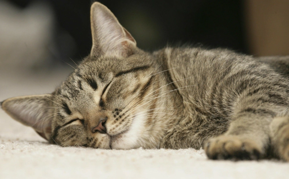 摸貓咪時機 摸貓咪時機