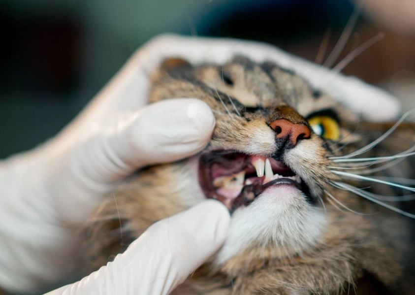 貓咪牙結石預防 貓咪牙結石預防