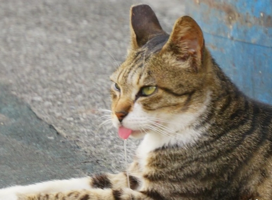 貓咪流口水原因