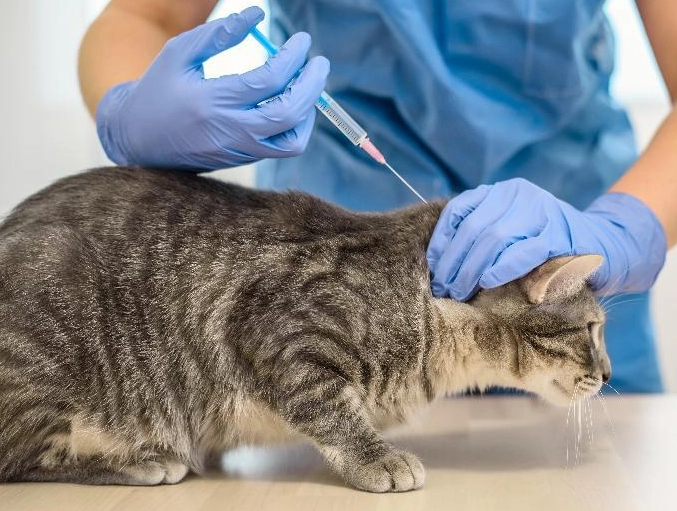 無佐劑貓疫苗