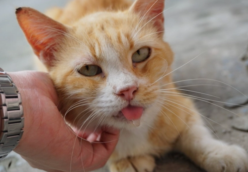 貓咪流口水原因 貓咪流口水原因