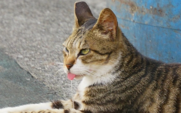 貓咪一直流口水怎麼辦 貓咪一直流口水怎麼辦