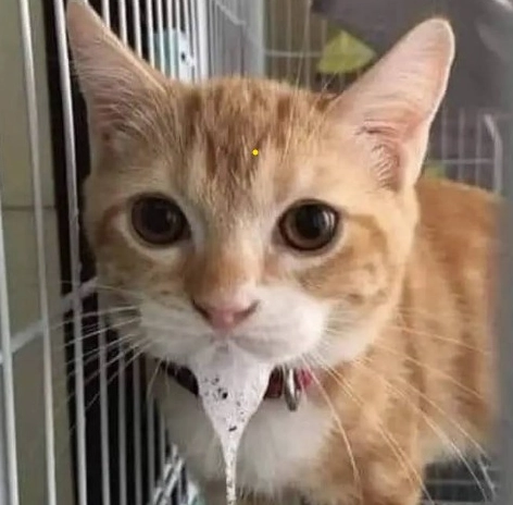 貓咪一直流口水怎麼辦 貓咪一直流口水怎麼辦