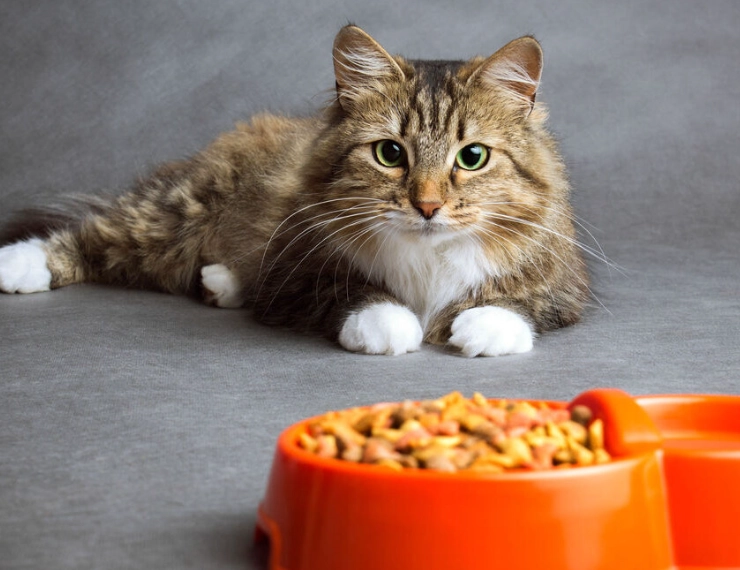 貓咪一直流口水怎麼辦 貓咪一直流口水怎麼辦