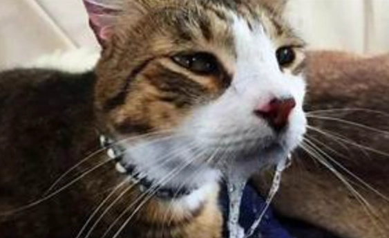 貓咪流口水原因 貓咪流口水原因