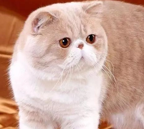 減少貓咪掉毛