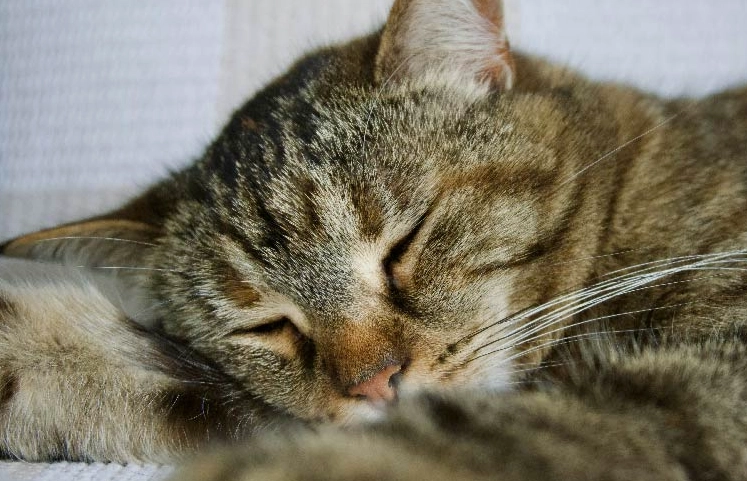 貓咪睡覺眼睛沒閉