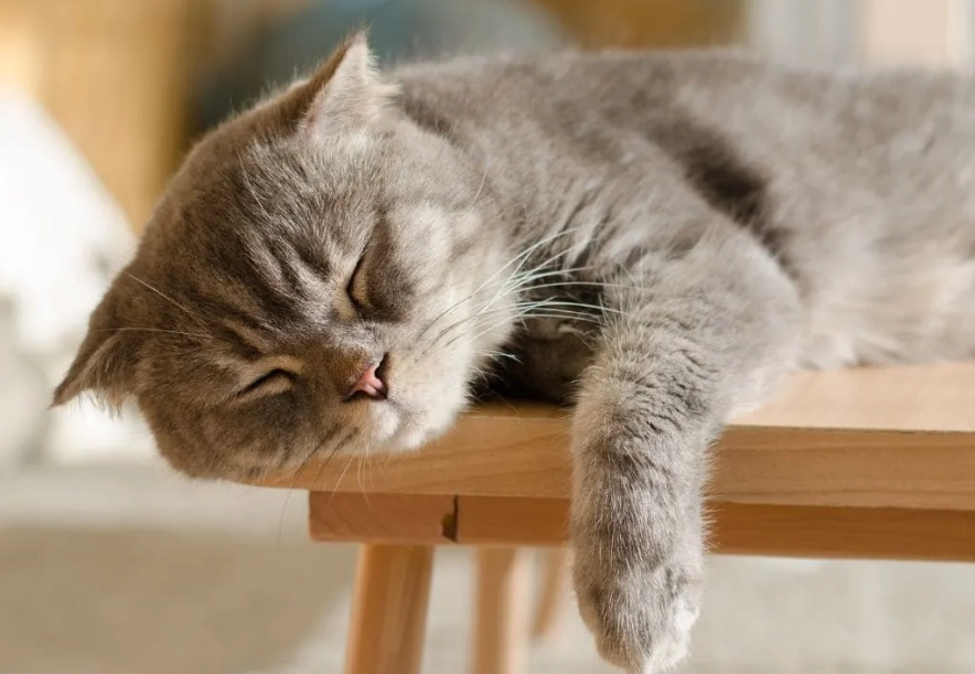 貓咪睡覺眼睛沒閉