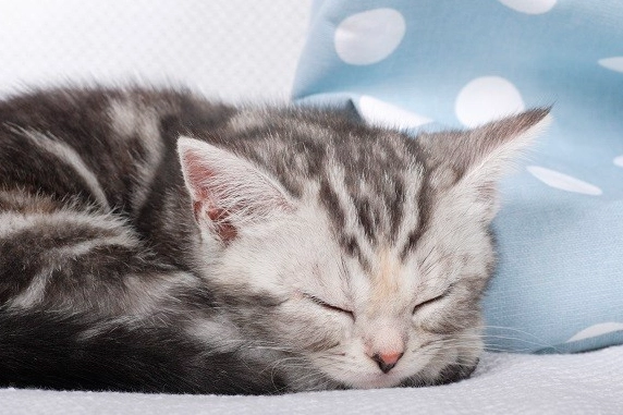 貓咪睡覺眼睛沒閉