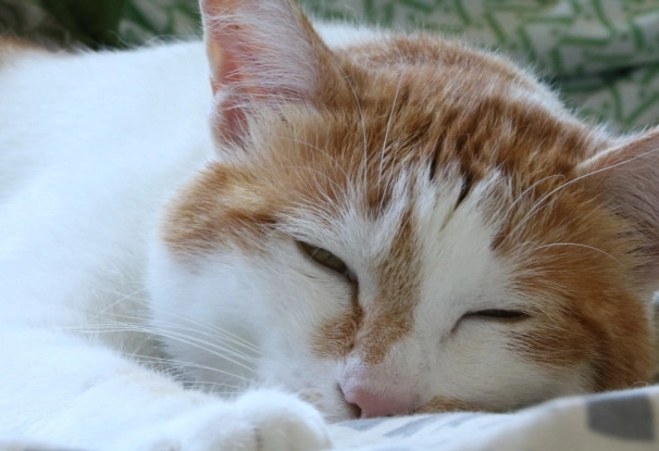 貓咪半睜眼睡覺原因