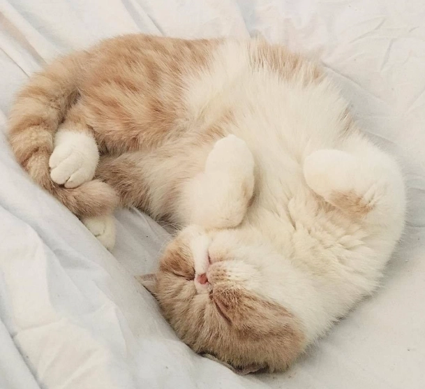 貓咪半睜眼睡覺原因