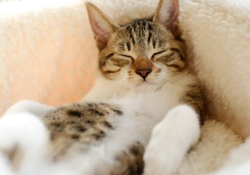 貓咪半睜眼睡覺原因