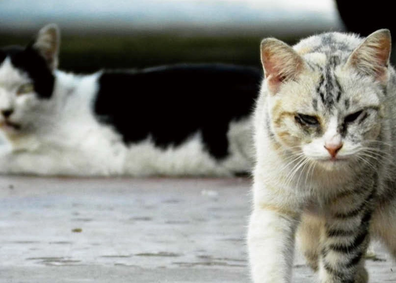 貓咪舒服流口水