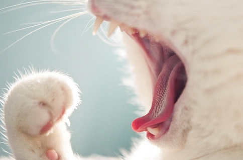 貓咪流口水原因