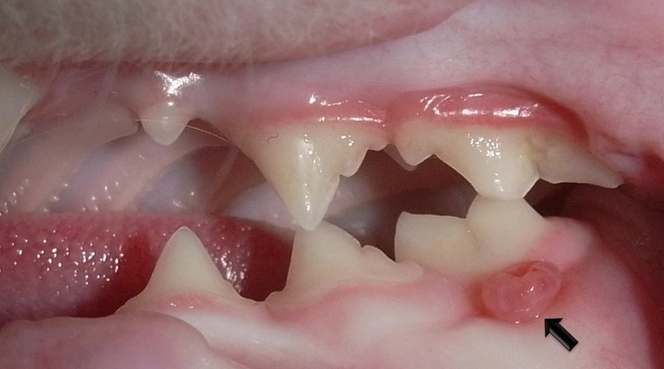 貓口炎治療費用