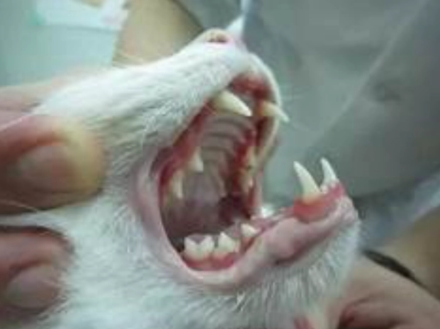 貓口炎治療費用