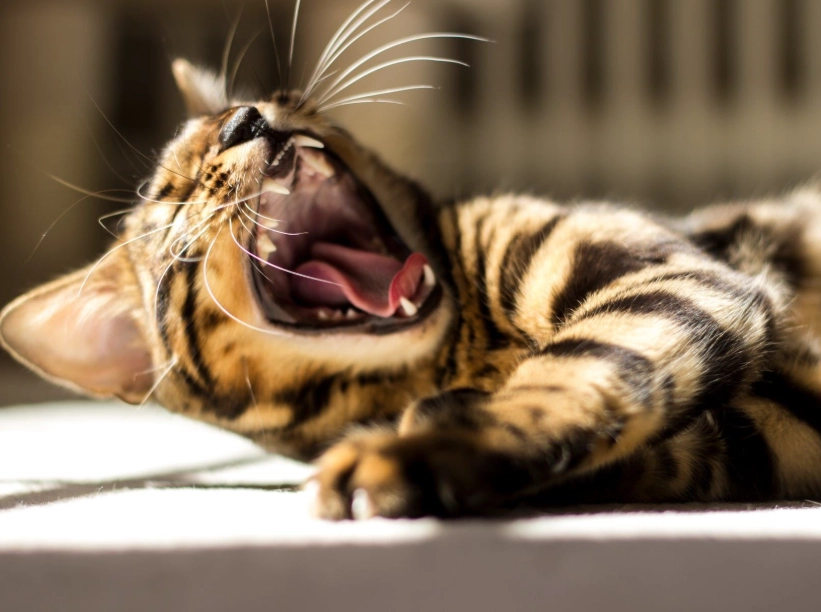 貓咪流口水原因