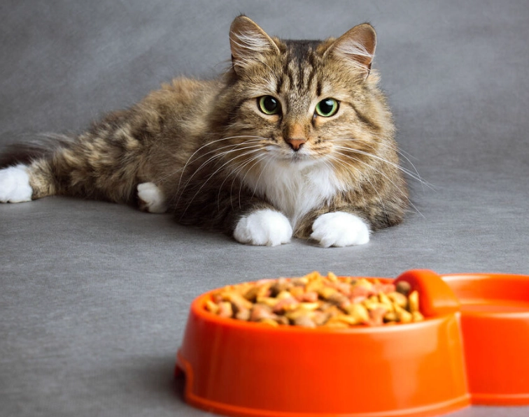 貓咪舒服流口水