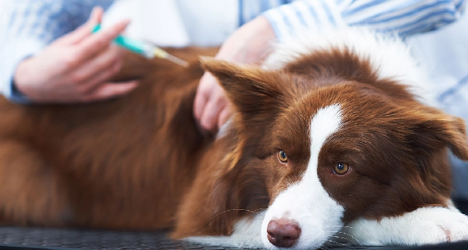 狂犬病疫苗接種時機